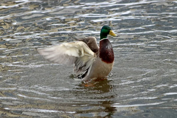 Dans Zone Parc Ville Une Rivière Non Gelée Avec Beau — Photo