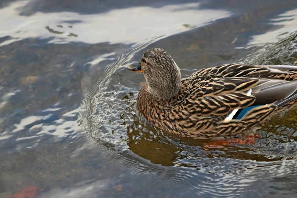 Şehrin Park bölgesinde güzel bir manzarası olan donmayan bir nehir var. Kışın, güzel havalarda, nehirdeki su güneşte parlar ve ördekler yüzer ve sıçrar, kargalar gururla kasıla kasıla yürür, çocukları ve köpekleri olan insanlar dinlenir.