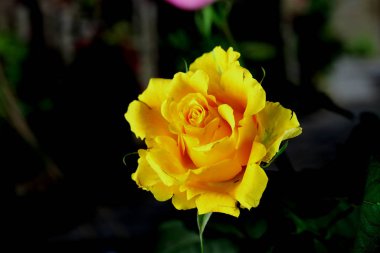 İçi ve çiçekli bir vazo ve bir gül sarı, beyaz, kırmızı, pembe ve Burgundy cam bir vazoda masanın üstünde.