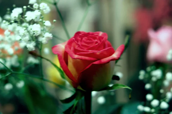 Interiör Och Blommor Vas Med Bukett Och Ros Gul Vit — Stockfoto