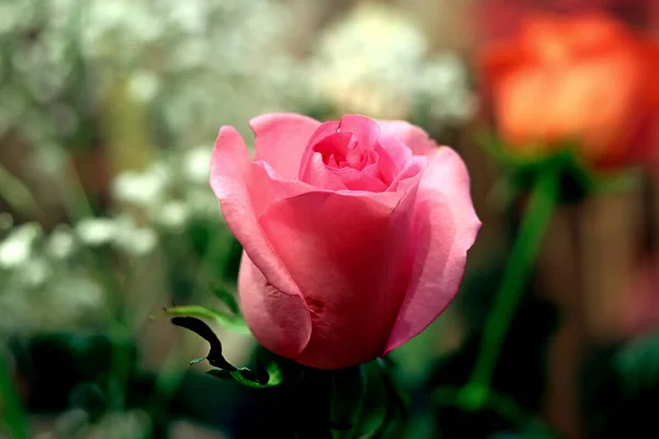 Interior and flowers in a vase with a bouquet and one rose yellow, white, red, pink and Burgundy in a glass vase on the table