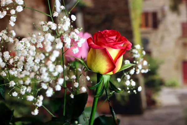 İçi ve çiçekli bir vazo ve bir gül sarı, beyaz, kırmızı, pembe ve Burgundy cam bir vazoda masanın üstünde.