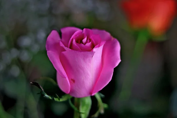 テーブルの上のガラスの花瓶に黄色 ピンク ブルゴーニュバラの花束と花瓶の中のインテリアと花 — ストック写真