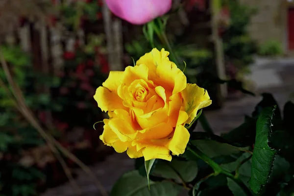 Interiör Och Blommor Vas Med Bukett Och Ros Gul Vit — Stockfoto