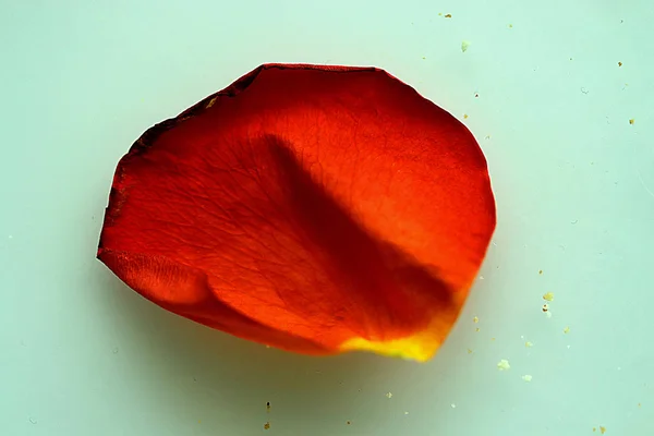 Blomma Kristallvas Och Rosenblad Gul Vit Röd Rosa Och Bourgogne — Stockfoto