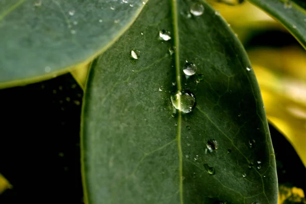 Yeşil yapraklı ve yağmur damlalı bitkiler ve masada ve vazoda kurumuş gül çiçekleri.