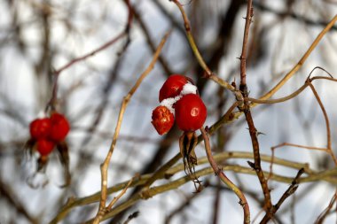 Kışın, karla kaplı gladyatörleri, düşmüş yaprakları ve meyveleri, kurumuş sazları ve otları, kardaki bankları ve birçok farklı kuşu görebilirsiniz.