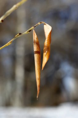 Kışın, karla kaplı gladyatörleri, düşmüş yaprakları ve meyveleri, kurumuş sazları ve otları, kardaki bankları ve birçok farklı kuşu görebilirsiniz.