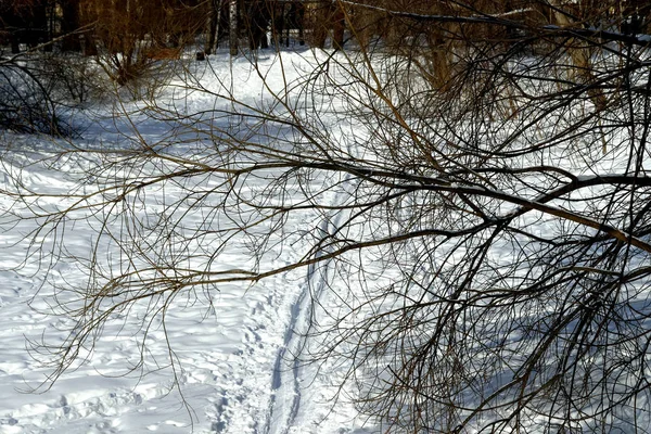 Winter Sieht Man Schneebedeckte Lichtungen Und Bäume Mit Abgefallenen Blättern — Stockfoto