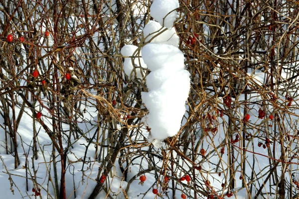 Winter Sieht Man Schneebedeckte Lichtungen Und Bäume Mit Abgefallenen Blättern — Stockfoto