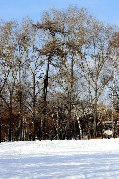Inverno Possibile Vedere Radure Innevate Alberi Con Foglie Cadute Bacche — Foto Stock