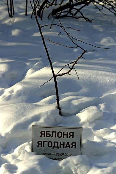 Zimě Můžete Vidět Zasněžené Louky Stromy Spadlým Listím Bobulemi Sušeným — Stock fotografie