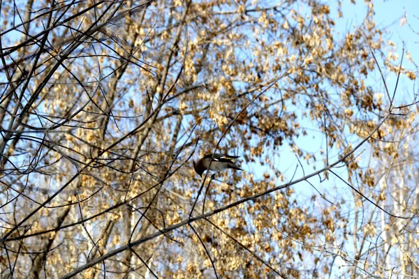 Зимой Можно Увидеть Заснеженные Поляны Деревья Опавшими Листьями Ягодами Сушеную — стоковое фото