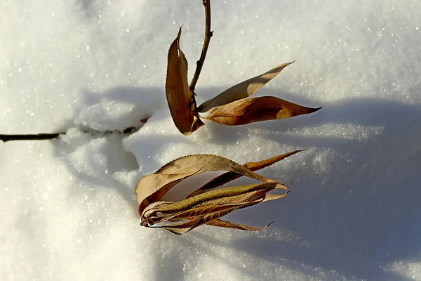 Winter Sieht Man Schneebedeckte Lichtungen Und Bäume Mit Abgefallenen Blättern — Stockfoto