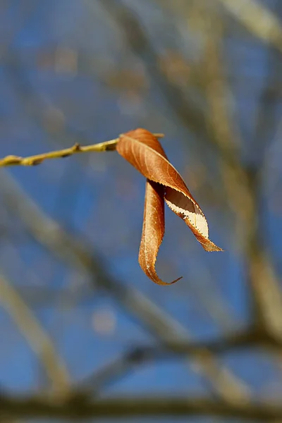 Winter Zie Besneeuwde Glades Bomen Met Omgevallen Bladeren Bessen Gedroogd — Stockfoto