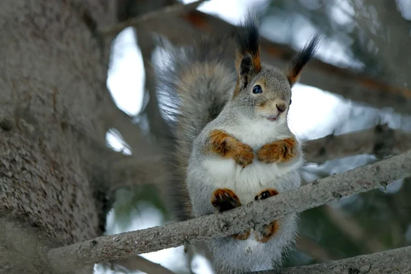 Visimskaya vahşi ve evcil hayvan çiftliği Belaya dağı yakınlarında güzel bir yerde yer almaktadır. Burası marşlara, devekuşlarına, keçilere ve tavşanlara, zebralara ve ineklere, domuzlara ve koyunlara, kazlara, güvercinlere ve sincaplara, köpeklere ve diğer hayvanlara ev sahipliği yapar.