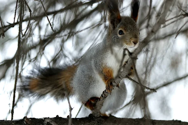 Visimskaya vahşi ve evcil hayvan çiftliği Belaya dağı yakınlarında güzel bir yerde yer almaktadır. Burası marşlara, devekuşlarına, keçilere ve tavşanlara, zebralara ve ineklere, domuzlara ve koyunlara, kazlara, güvercinlere ve sincaplara, köpeklere ve diğer hayvanlara ev sahipliği yapar.