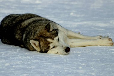 Visimskaya vahşi ve evcil hayvan çiftliği Belaya dağı yakınlarında güzel bir yerde yer almaktadır. Mareşaller, devekuşları, keçiler ve tavşanlar, zebralar ve inekler, domuzlar ve koyunlar, kazlar, güvercinler ve diğer hayvanlara ev sahipliği yapar.