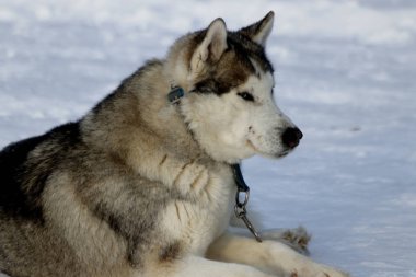 Visimskaya vahşi ve evcil hayvan çiftliği Belaya dağı yakınlarında güzel bir yerde yer almaktadır. Mareşaller, devekuşları, keçiler ve tavşanlar, zebralar ve inekler, domuzlar ve koyunlar, kazlar, güvercinler ve diğer hayvanlara ev sahipliği yapar.