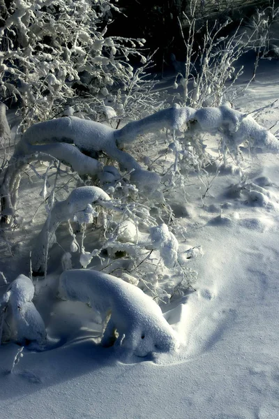 Белаї Лижний Комплекс Схилами Підйомами Спрюс Листяні Дерева Взимку Покриті — стокове фото