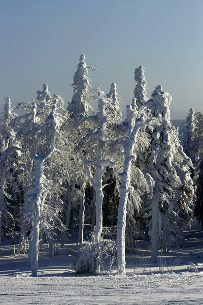 Belaya Mountain Ski Complex Slopes Lifts Spruce Deciduous Trees Winter — Stock Photo, Image