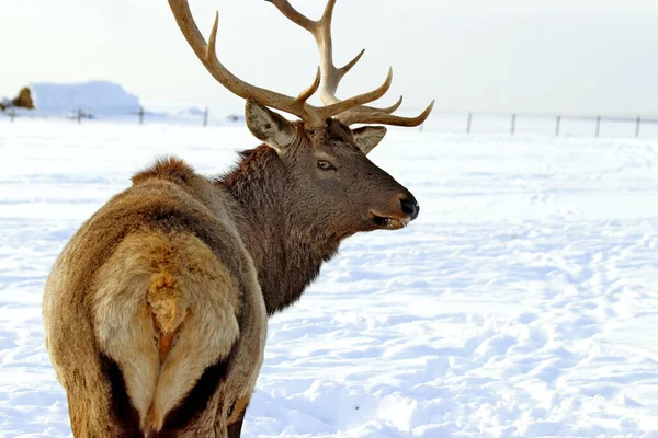 Visimskaya vahşi ve evcil hayvan çiftliği Belaya dağı yakınlarında güzel bir yerde yer almaktadır. Mareşaller, devekuşları, keçiler ve tavşanlar, zebralar ve inekler, domuzlar ve koyunlar, kazlar, güvercinler ve diğer hayvanlara ev sahipliği yapar.