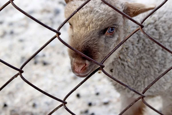 Visimskaya vahşi ve evcil hayvan çiftliği Belaya dağı yakınlarında güzel bir yerde yer almaktadır. Mareşaller, devekuşları, keçiler ve tavşanlar, zebralar ve inekler, domuzlar ve koyunlar, kazlar, güvercinler ve diğer hayvanlara ev sahipliği yapar.