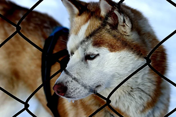 Visimskaya vahşi ve evcil hayvan çiftliği Belaya dağı yakınlarında güzel bir yerde yer almaktadır. Mareşaller, devekuşları, keçiler ve tavşanlar, zebralar ve inekler, domuzlar ve koyunlar, kazlar, güvercinler ve diğer hayvanlara ev sahipliği yapar.