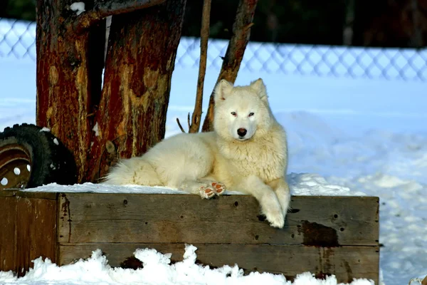 Visimskaya Granja Animales Salvajes Domésticos Encuentra Hermoso Lugar Cerca Montaña —  Fotos de Stock