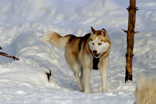 Visimskaya Granja Animales Salvajes Domésticos Encuentra Hermoso Lugar Cerca Montaña —  Fotos de Stock