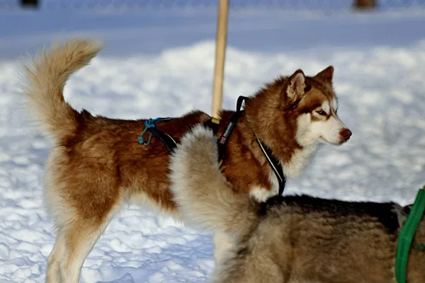 Visimskaya Ferme Animaux Sauvages Domestiques Est Situé Dans Bel Endroit — Photo