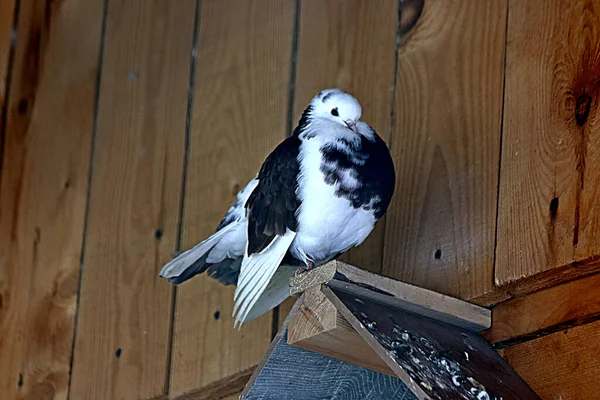 Visimskaya vahşi ve evcil hayvan çiftliği Belaya dağı yakınlarında güzel bir yerde yer almaktadır. Mareşaller, devekuşları, keçiler ve tavşanlar, zebralar ve inekler, domuzlar ve koyunlar, kazlar, güvercinler ve diğer hayvanlara ev sahipliği yapar.