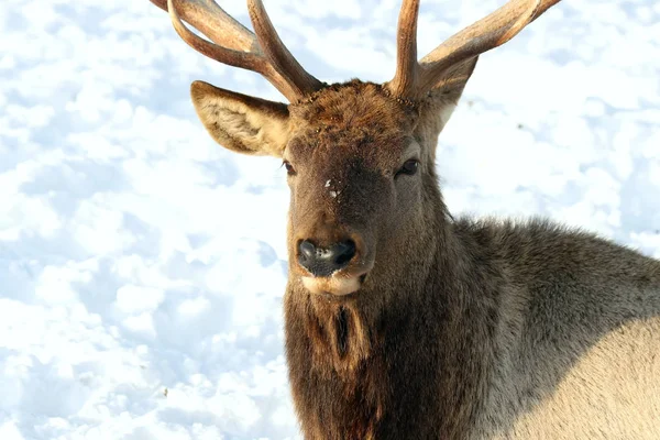 Visimskaya vahşi ve evcil hayvan çiftliği Belaya dağı yakınlarında güzel bir yerde yer almaktadır. Mareşaller, devekuşları, keçiler ve tavşanlar, zebralar ve inekler, domuzlar ve koyunlar, kazlar, güvercinler ve diğer hayvanlara ev sahipliği yapar.