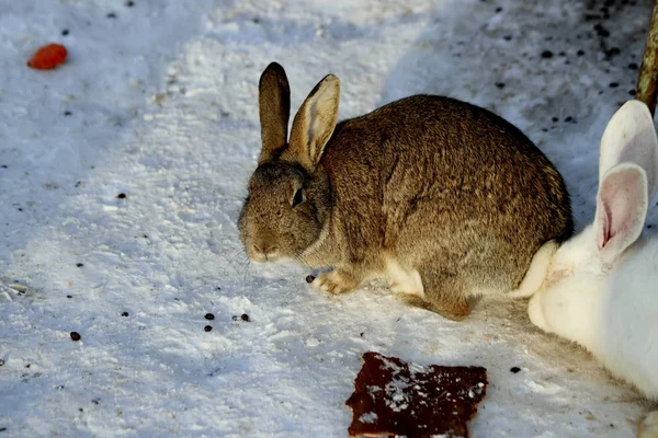 Der Bauernhof Visimskaya Mit Wild Und Haustieren Befindet Sich Einem — Stockfoto