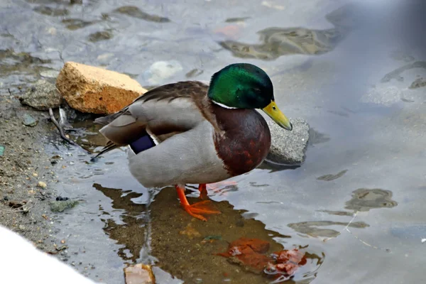 Many birds, ducks, Tits, crows, sparrows, and magpies live in our cities and parks with various vegetation. In winter, adults and children who walk with dogs have a rest