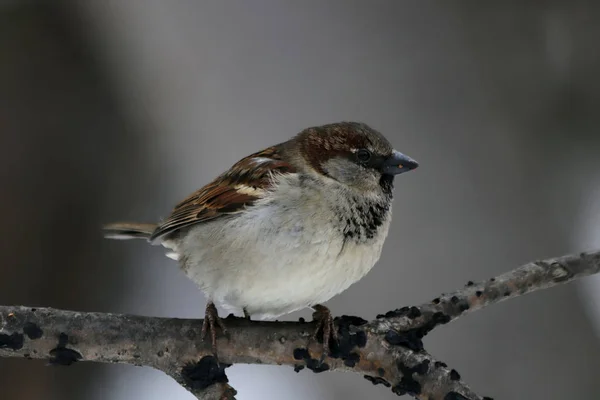 Many Birds Ducks Tits Crows Sparrows Magpies Live Our Cities — 图库照片