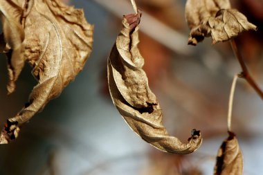 In the winter Park there is a lot of snow, pines, firs, birches and shrubs with the remaining fruits and leaves for the winter, as well as dogs, sparrows, Tits and squirrels, many vacationing adults and children