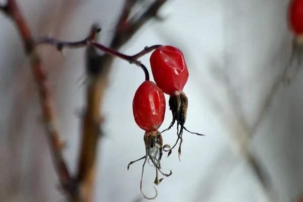 Parque Inverno Muita Neve Pinheiros Abetos Bétulas Arbustos Com Frutas — Fotografia de Stock