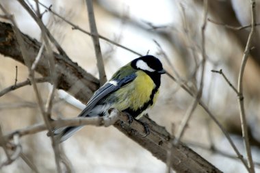 Metropolis 'te ve şehrin parklarında yaşayan sıradan kuşlar; Tits, Sparrows, Crows, Magpies, Jays ve Rezervuarlardaki ördeklerdir.