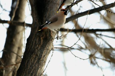 Metropolis 'te ve şehrin parklarında yaşayan sıradan kuşlar; Tits, Sparrows, Crows, Magpies, Jays ve Rezervuarlardaki ördeklerdir.