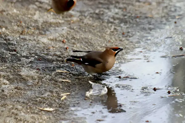 Aves Comuns Que Vivem Metrópole Parques Cidade São Mamas Pardais — Fotografia de Stock