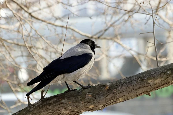 Aves Comuns Que Vivem Metrópole Parques Cidade São Mamas Pardais — Fotografia de Stock