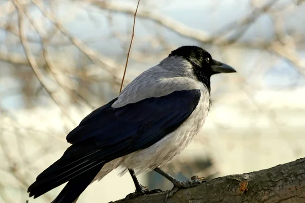 Metropolis Şehrin Parklarında Yaşayan Sıradan Kuşlar Tits Sparrows Crows Magpies — Stok fotoğraf