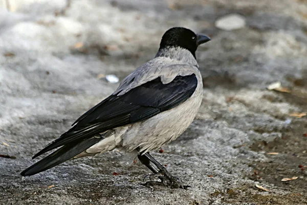 Běžnými Ptáky Kteří Žijí Metropoli Parcích Města Jsou Kozy Vrabci — Stock fotografie