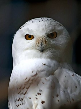 Hayvanat bahçesinde ve şehrin parklarında kaplanları, aslanları, maymunları, kartalları, kurbağaları, timsahları, baykuşları, kargaları ve su deposundaki ördekleri görebilirsiniz.