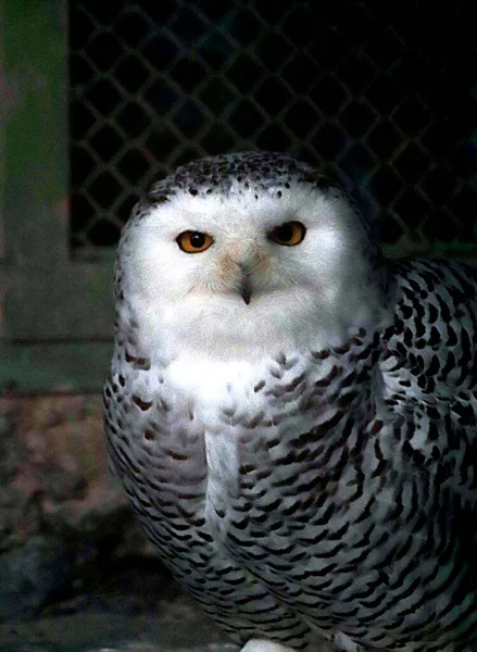 動物園や公園では 貯水池でトラ ライオン カエル フクロウ カラス アヒルを見ることができます — ストック写真