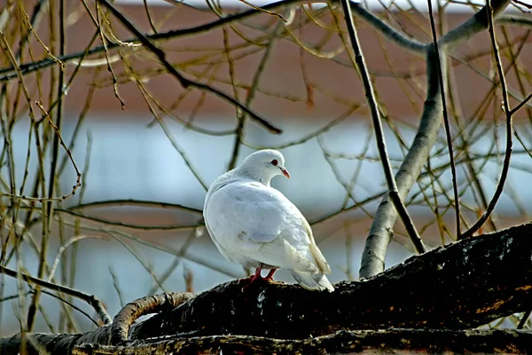 Dierentuin Parken Van Stad Zie Tijgers Leeuwen Apen Adelaars Kikkers — Stockfoto