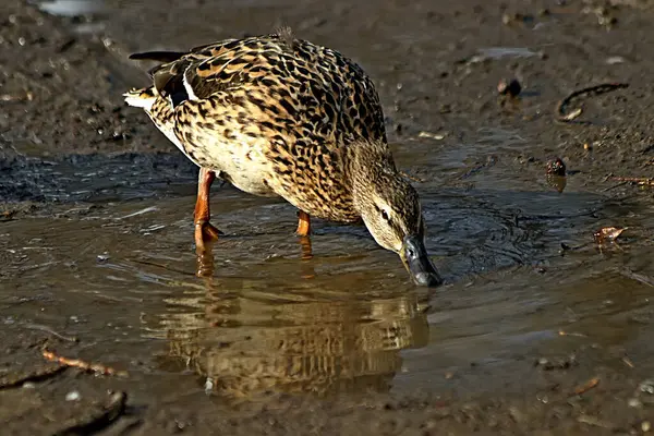 動物園や公園では 貯水池でトラ ライオン カエル フクロウ カラス アヒルを見ることができます — ストック写真