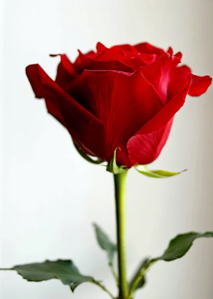 Fotoğraf natürmortlarında, sürahilerde, şarap kadehlerinde, sebzelerde, meyvelerde, şişelerde, kitaplarda, lambalarda, fırçalarda, kalemlerde, mumlarda kullanılan eşyalar