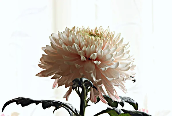 Fotoğraf natürmortlarında, sürahilerde, şarap kadehlerinde, sebzelerde, meyvelerde, şişelerde, kitaplarda, lambalarda, fırçalarda, kalemlerde, mumlarda kullanılan eşyalar